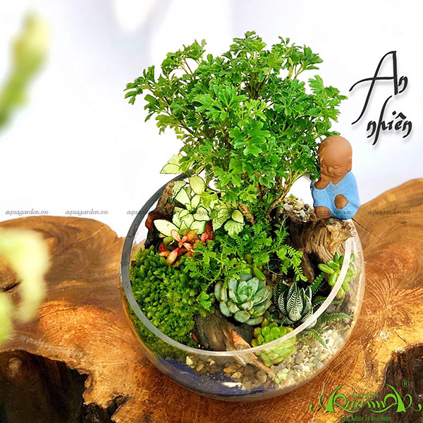 Terrarium 05 - An Nhiên