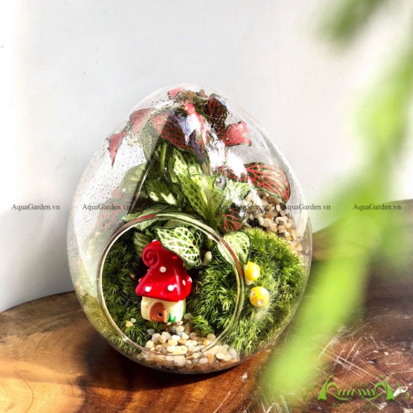  Terrarium AquaGarden - Vườn Nấm Mini.