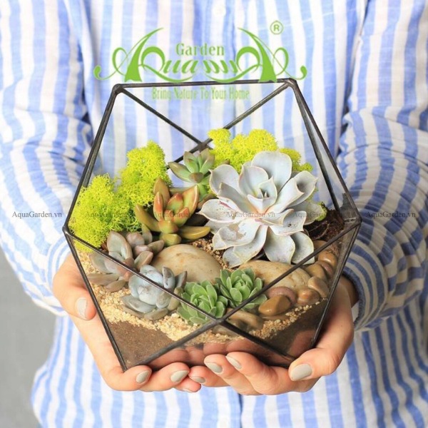 Terrarium AquaGarden - Chờ Ngày Lời Hứa Nở Hoa.