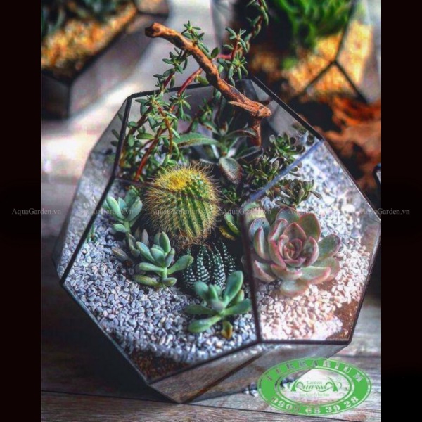  Terrarium AquaGarden - Tình Yêu Vĩnh Cửu.