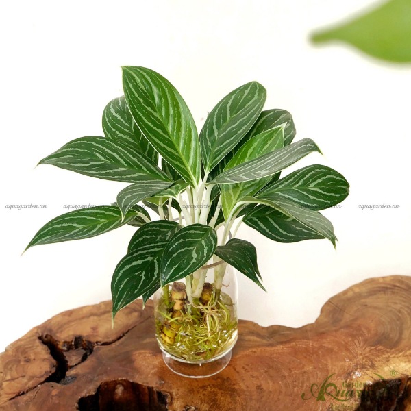 BẠCH MÃ HOÀNG TỬ - CÂY THỦY CANH AQUAGARDEN