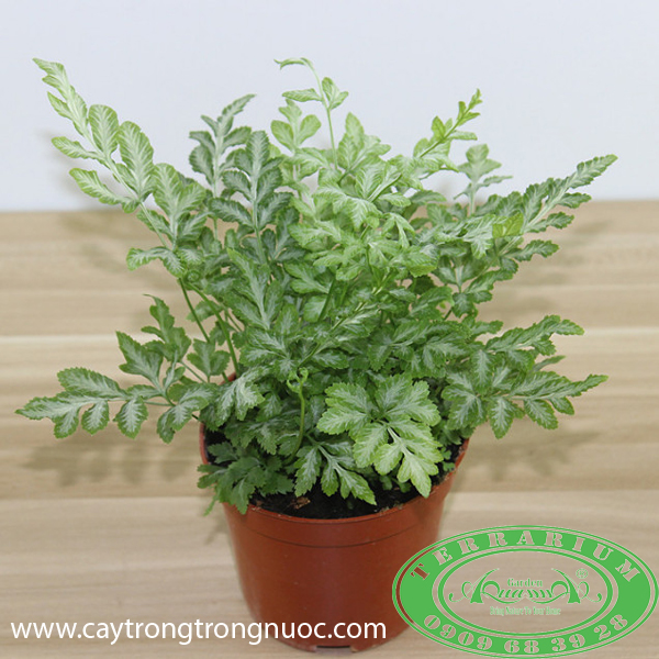 Dương Xỉ - Cây Trồng Terrarium AquaGarden