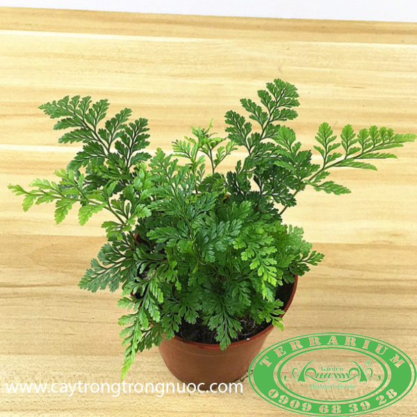 Dương Xỉ - Cây Trồng Terrarium AquaGarden