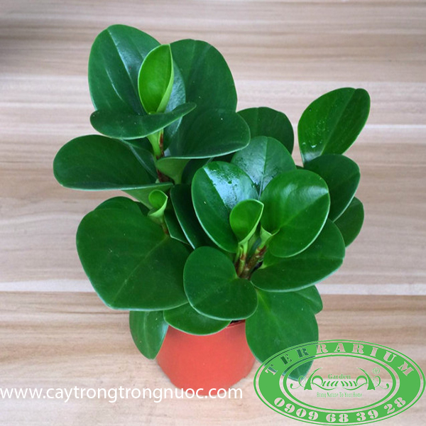 Trường Sanh - Cây Trồng Terrarium AquaGarden