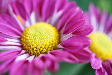 Tạo sự nhẹ nhàng cho ảnh chụp hoa cỏ