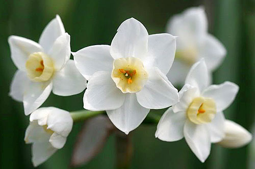 Cách chụp ảnh hoa cỏ