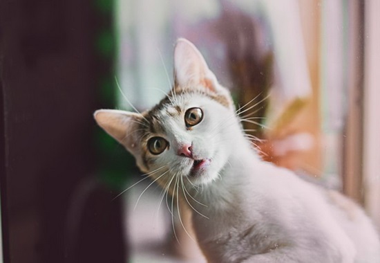 Bộ ảnh những chú mèo siêu đáng yêu của Monika Malek