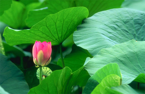 Sử dụng cây lạc tiên như nào để cải thiện chứng mất ngủ hiệu quả? Tìm hiểu ngay để biết.