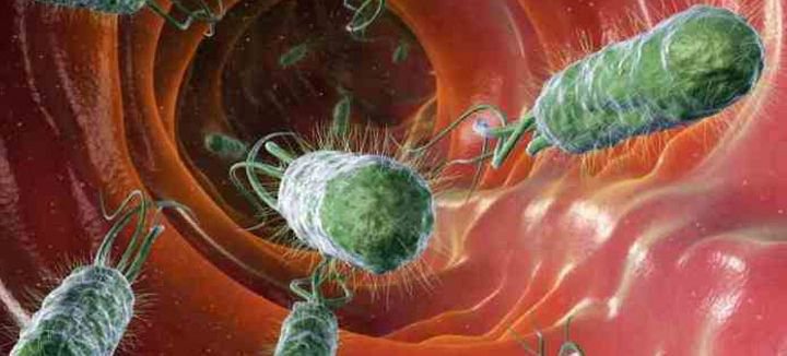 vi khuẩn ecoli