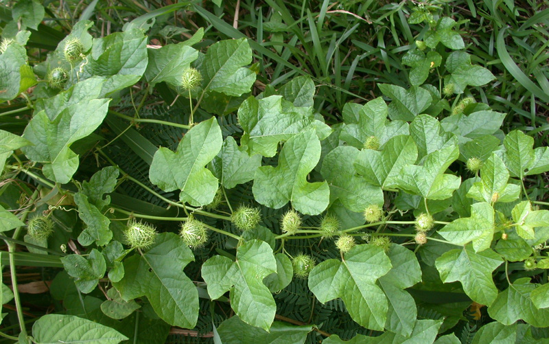 Sử dụng cây lạc tiên như nào để cải thiện chứng mất ngủ hiệu quả? Tìm hiểu ngay để biết.