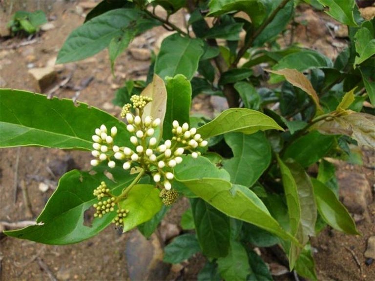 Kinh ngạc: 4 bài thuốc nam chữa mất ngủ cực hiệu quả, bạn đã thử chưa?
