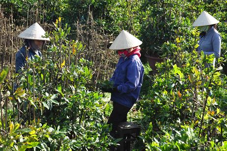 Làng mai lớn nhất miền Trung thu bạc tỷ trước Tết