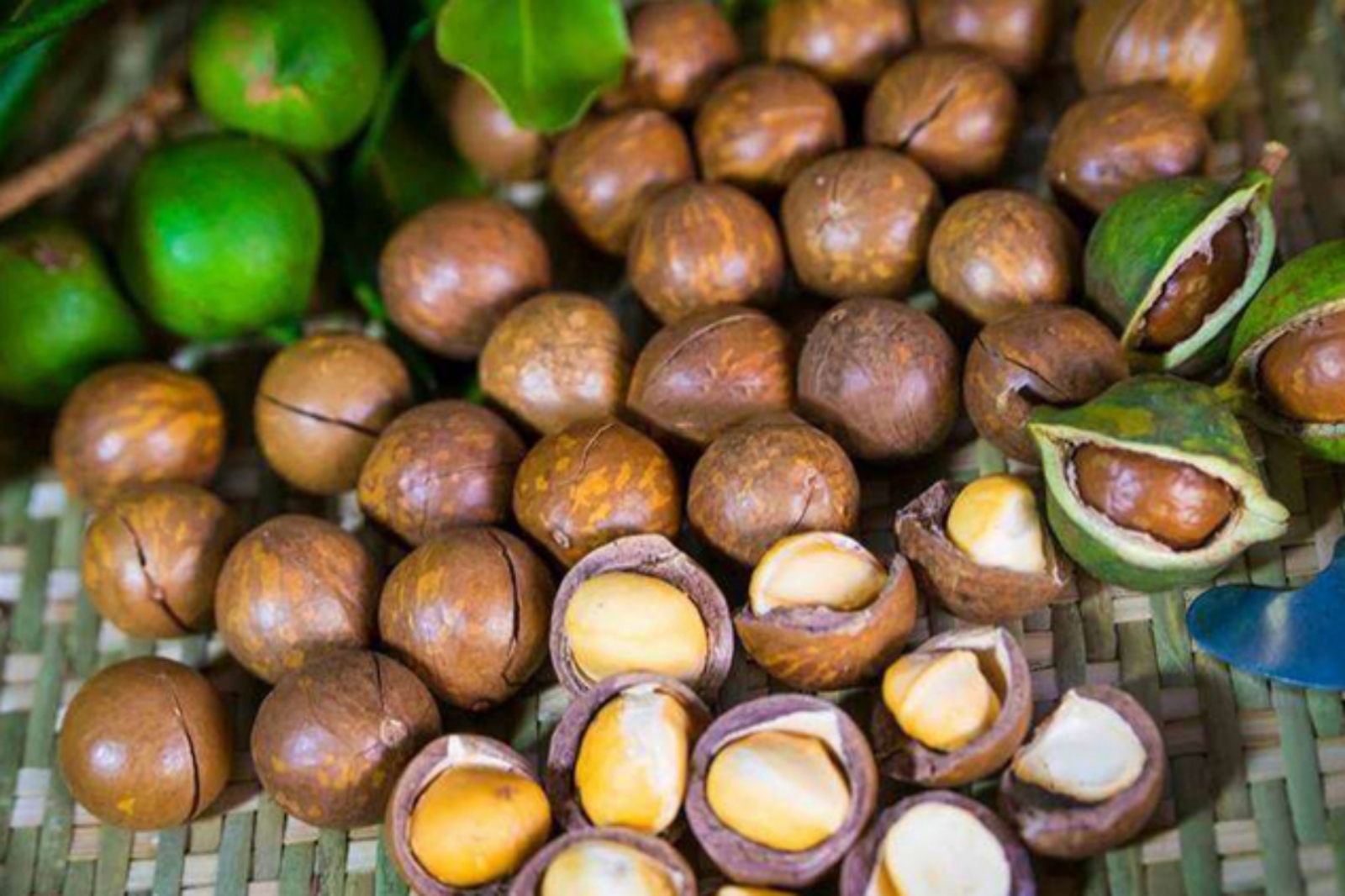 hat macca dinh duong