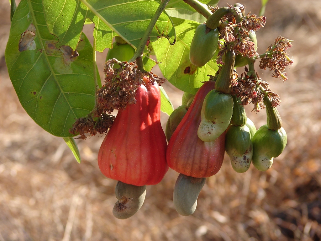 hạt điều dinh dưỡng