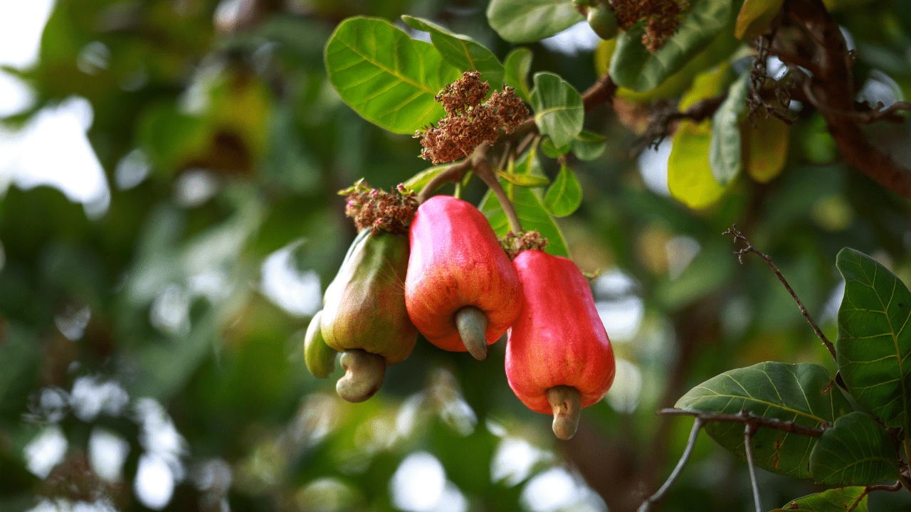 hạt điều dinh dưỡng