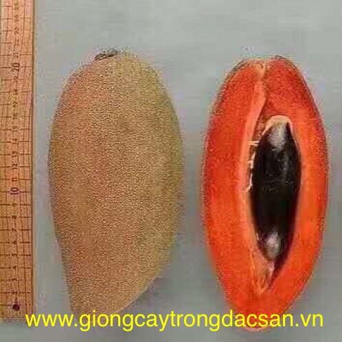 www.giongcaytrongdacsan.vn