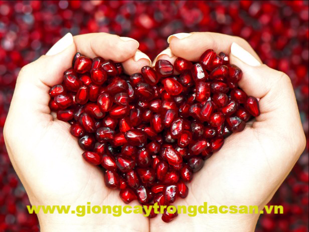 www.giongcaytrongdacsan.vn