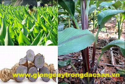 www.giongcaytrongdacsan.vn