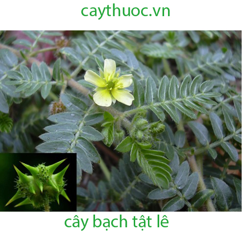 bạch tật lê
