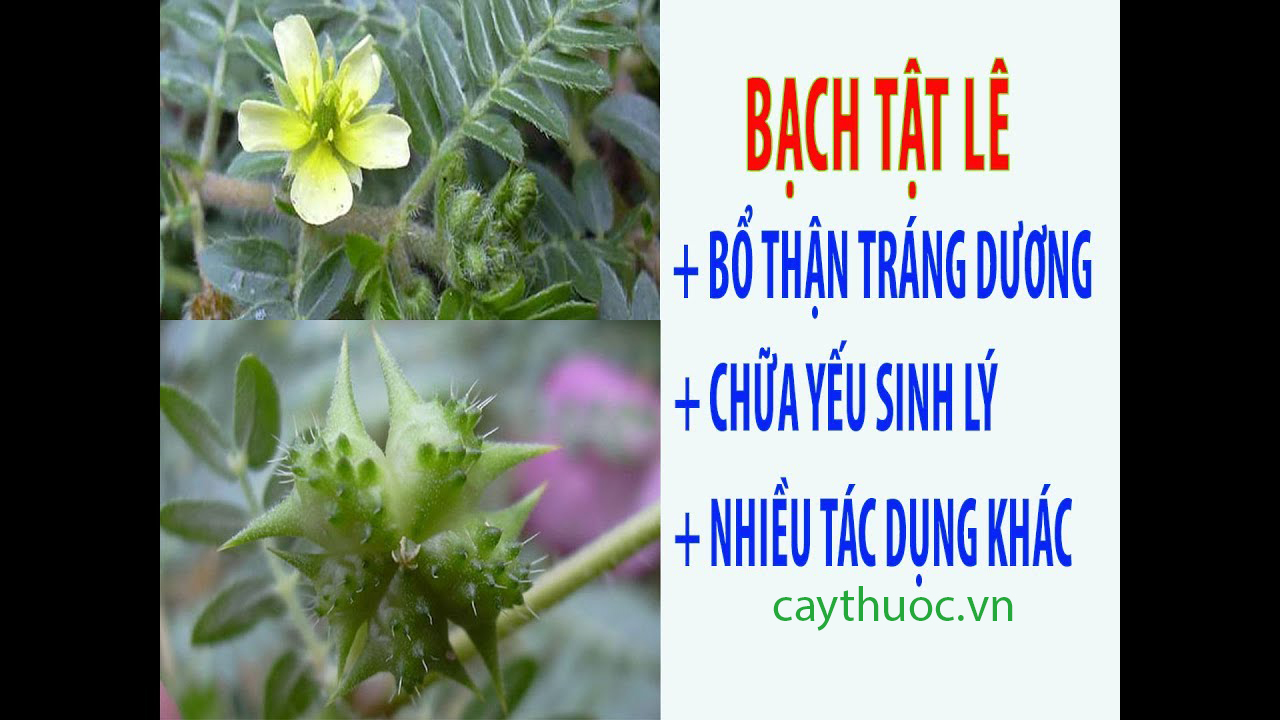 bạch tật lê có tác dụng gì