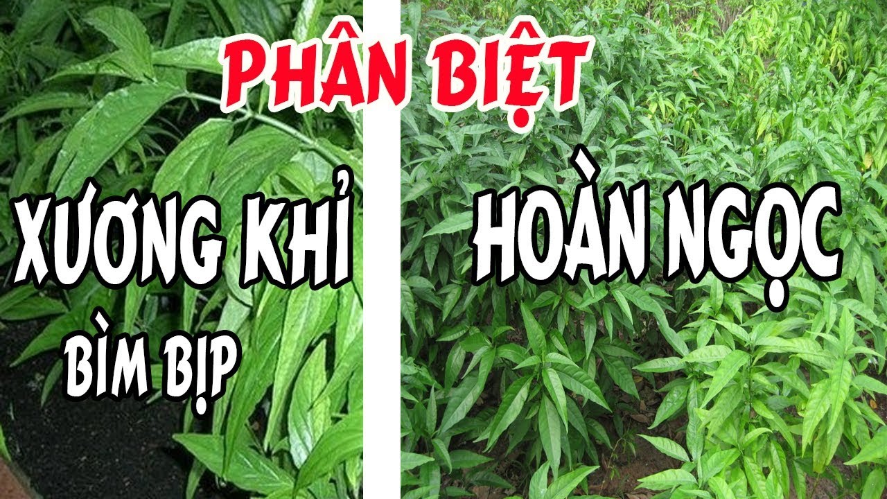cách phân biệt cây bìm bịp và cây hoàn ngọc