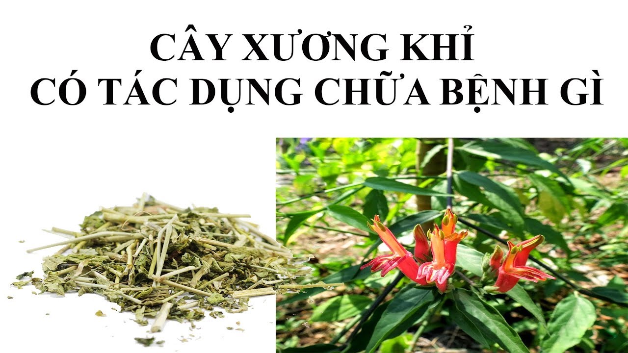 cây xương khỉ có tác dụng gì