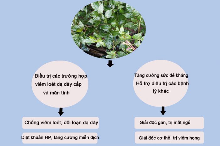 tác dụng của trà dây