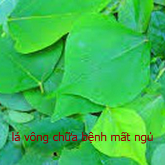 lá vông chữa mất ngủ