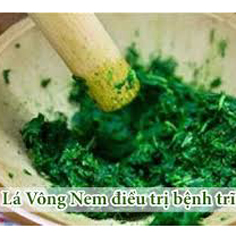 lá vông trị bệnh trĩ