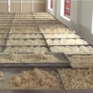 sản xuất mủ trôm