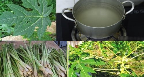 Trà lá đu đủ với sả