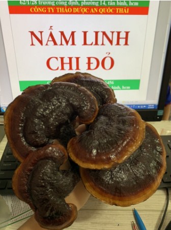 nấm linh chi đỏ Việt Nam