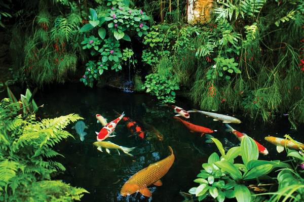Nhiệt độ nước phù hợp cho cá Koi sinh trưởng khỏe mạnh