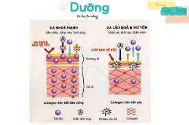 Sự khác nhau giữa da có chăm sóc và không 