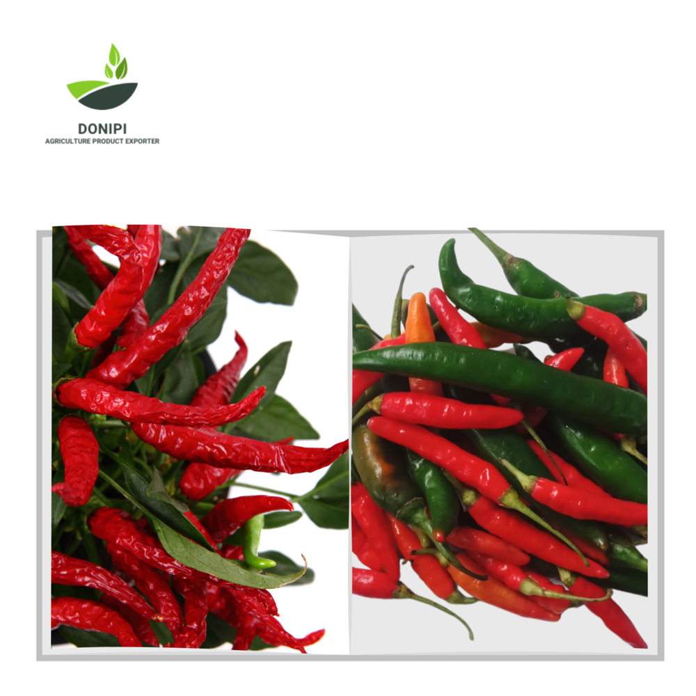 Vietnam red chili