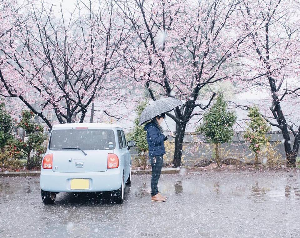 Lich dự báo hoa anh đào nở tại Nhật Bản