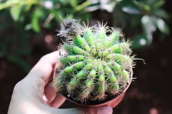 Cách chăm sóc Xương rồng - Sen đá Cách chăm sóc Xương rồng - Sen đá
