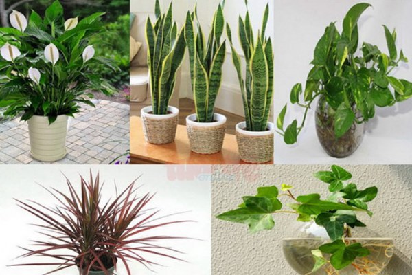 Hướng dẫn chăm sóc cây trong nhà (cây lá) Hướng dẫn chăm sóc cây trong nhà (cây lá)