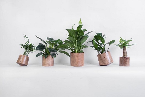 Danh sách cây phong thủy hợp tuổi Danh sách cây phong thủy hợp tuổi