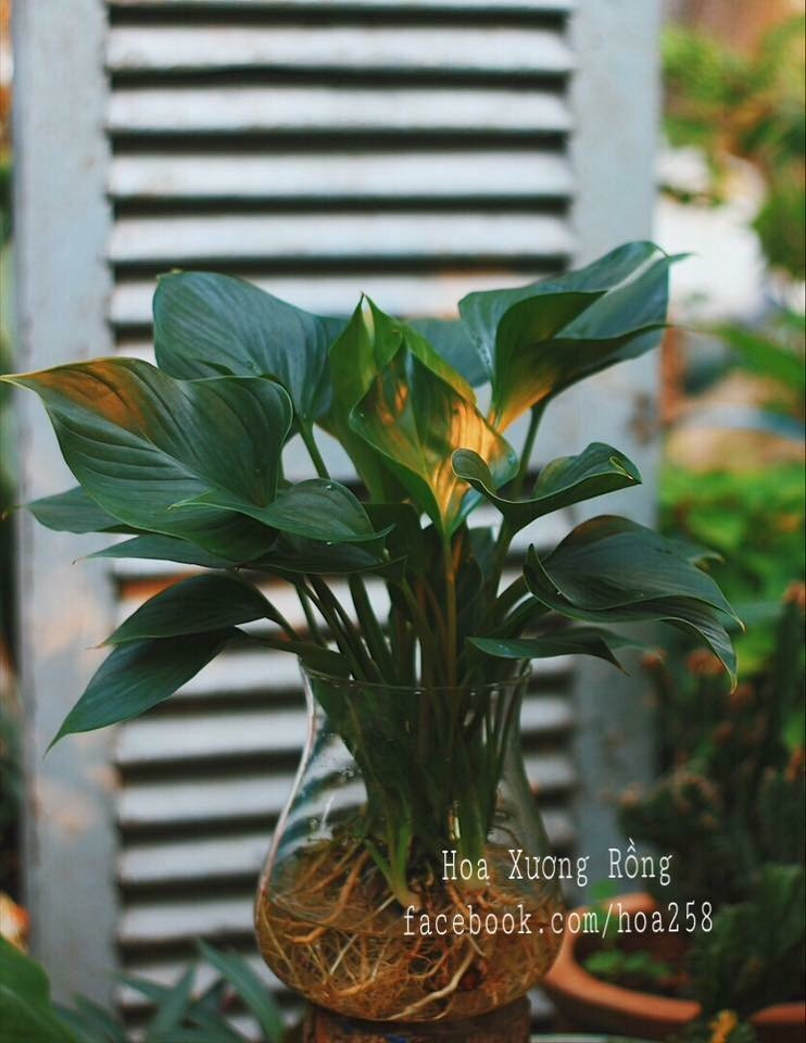 Hướng dẫn chăm sóc cây thủy cảnh (Trồng nước) Hướng dẫn chăm sóc cây thủy cảnh (Trồng nước)