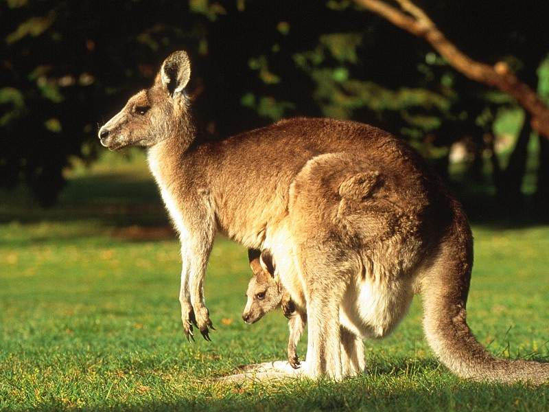 Thưởng thức thịt Kangaroo – Món ăn chỉ có duy nhất ở Úc