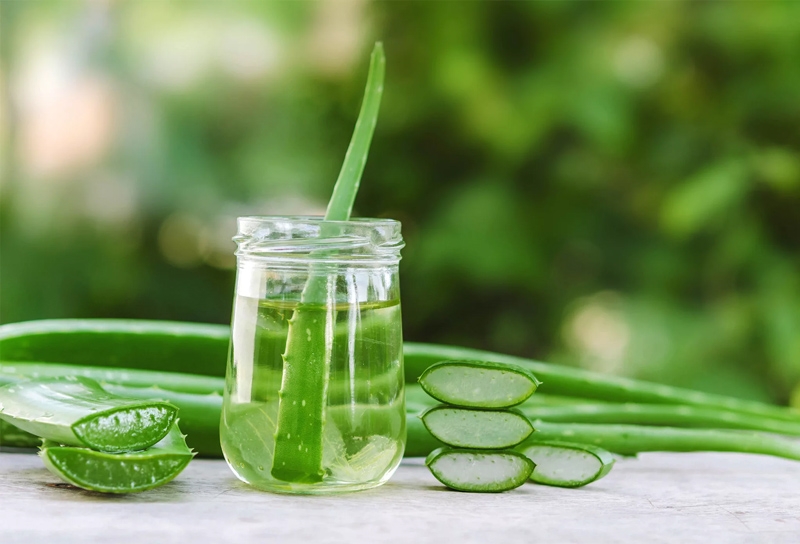 Trị gàu bằng nha đam và dầu dừa