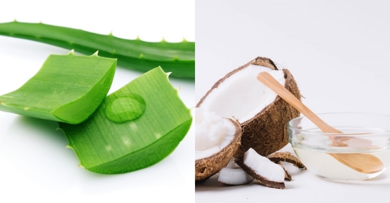 Trị gàu bằng nha đam và dầu dừa