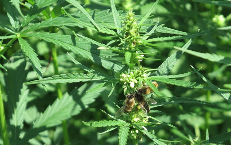 Cây gai dầu Ấn Độ