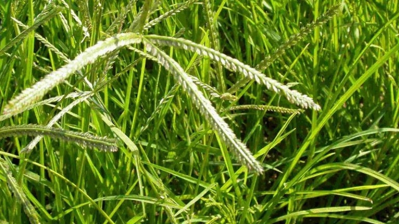 Tác dụng ngăn rụng tóc bằng cỏ mần trầu