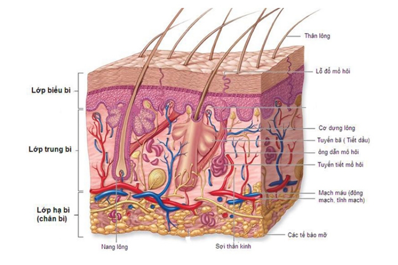 Chân tóc bị đau là gì?