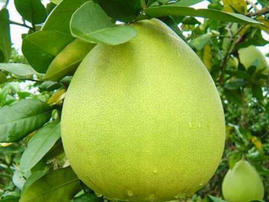 BIOPHYSIC BIOLOGICAL PRODUCT FOR POULTRY PLANTS