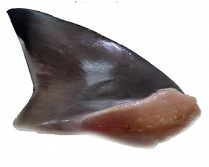 Vi Cá Mập Tươi - Vi Cá Mập Cao Cấp tại Alofood