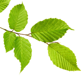 Mỹ phẩm thiên nhiên