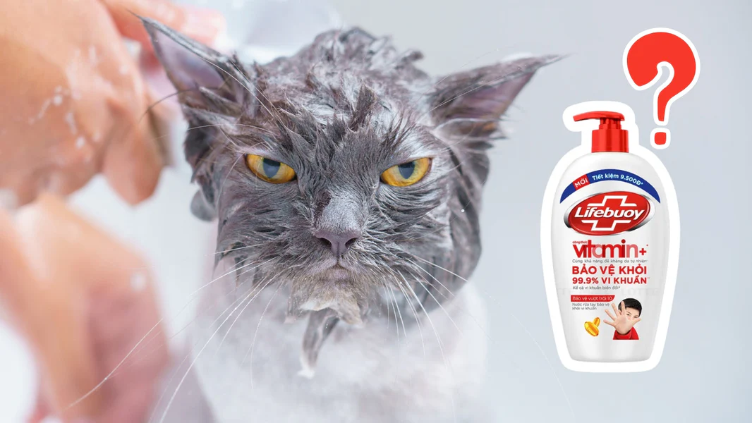 Tuyệt đối không dùng sữa tắm của người cho chó mèo